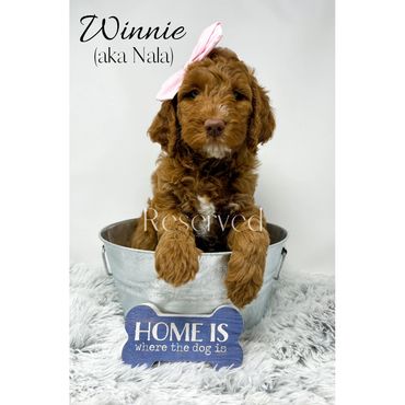 Mini Goldendoodle
