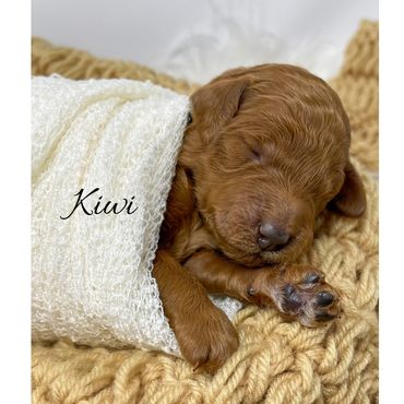 F1bb Goldendoodle puppy