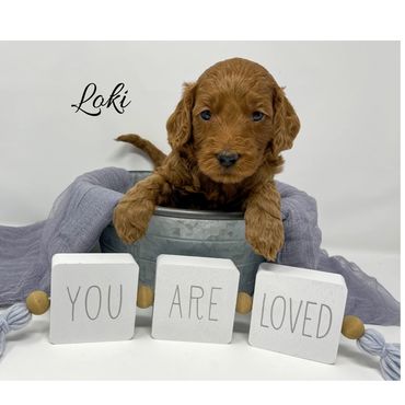 F1b Goldendoodle Puppy