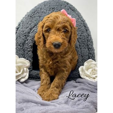F1b Goldendoodle Puppy