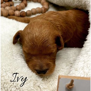 F1b Labradoodle Puppy