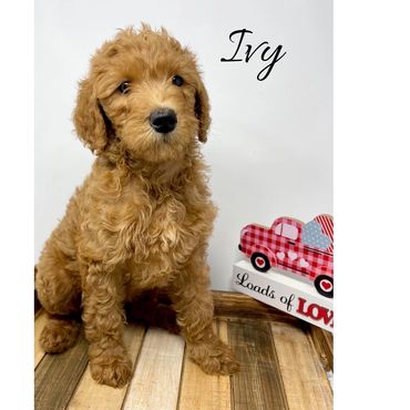 F1b Labradoodle Puppy