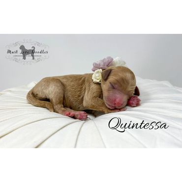 Mini Labradoodle Puppy