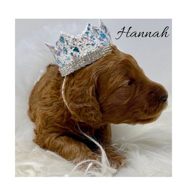 F1b Goldendoodle Puppy