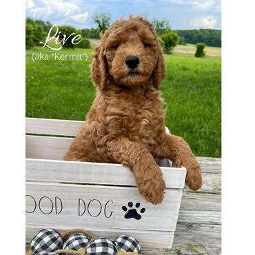 F1bb Goldendoodle puppy