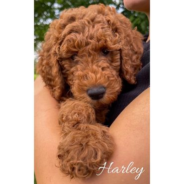 F1bb Goldendoodle puppy