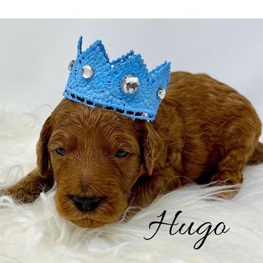 F1b Goldendoodle Puppy