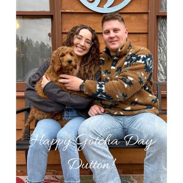 F1b Labradoodle Puppy