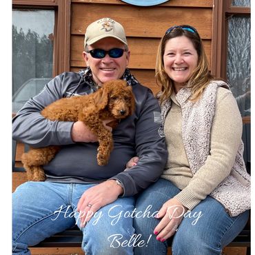 F1b Labradoodle Puppy