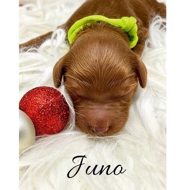 F1b Goldendoodle Puppy