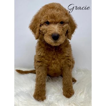 F1b Labradoodle Puppy