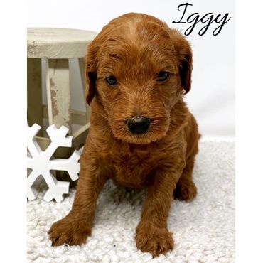 F1b Labradoodle Puppy