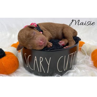 F1b Labradoodle puppy