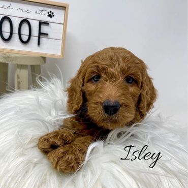 F1b Labradoodle Puppy