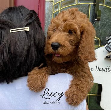 F1b Labradoodle Puppy