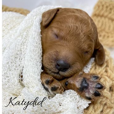 F1bb Goldendoodle puppy