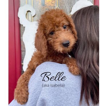 F1b Labradoodle Puppy