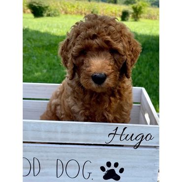 F1b Goldendoodle Puppy