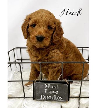 F1b Goldendoodle Puppy