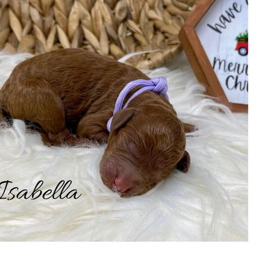 F1b Labradoodle Puppy