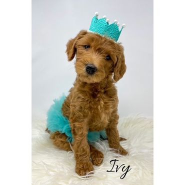 F1b Labradoodle Puppy