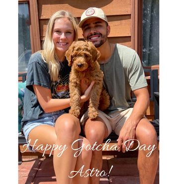 F1b Goldendoodle Puppy