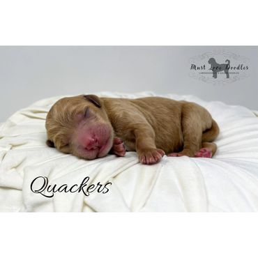 Mini Labradoodle Puppy