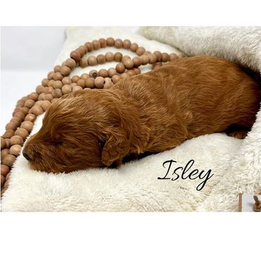 F1b Labradoodle Puppy
