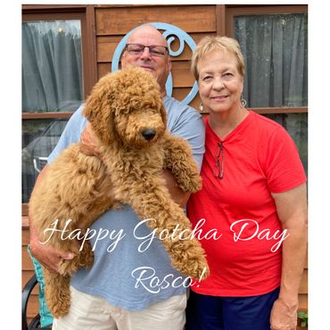 F1bb Goldendoodle puppy