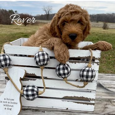 F1b Goldendoodle Puppy