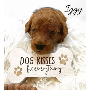 F1b Labradoodle Puppy