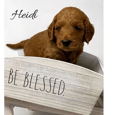 F1b Goldendoodle Puppy