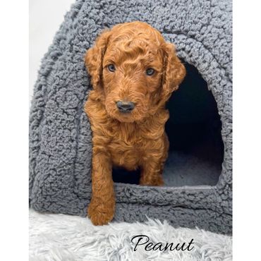 Mini Goldendoodle