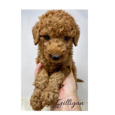 F1b Labradoodle Puppy