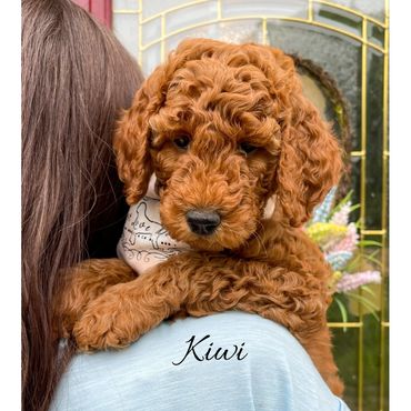 F1bb Goldendoodle puppy