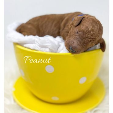 Mini Goldendoodle