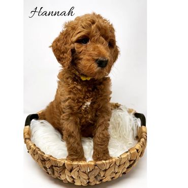 F1b Goldendoodle Puppy