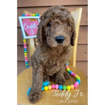 F1b Goldendoodle Puppy