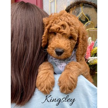 F1bb Goldendoodle puppy