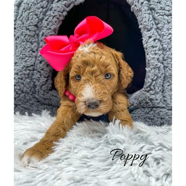 Mini Goldendoodle