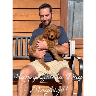 F1b Goldendoodle Puppy