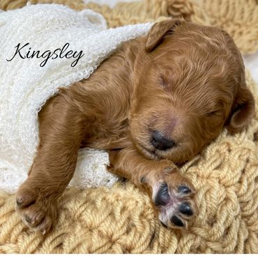 F1bb Goldendoodle puppy