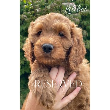 F1b Goldendoodle Puppy