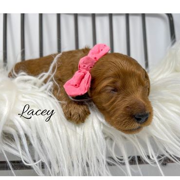 F1b Goldendoodle Puppy