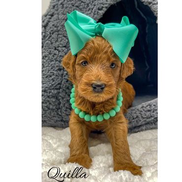 Mini Labradoodle Puppy