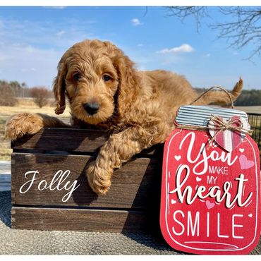 F1b Goldendoodle Puppy