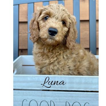 F1b Goldendoodle Puppy