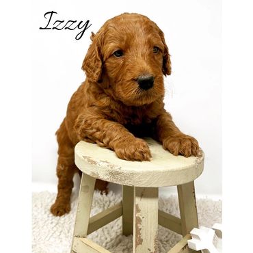 F1b Labradoodle Puppy