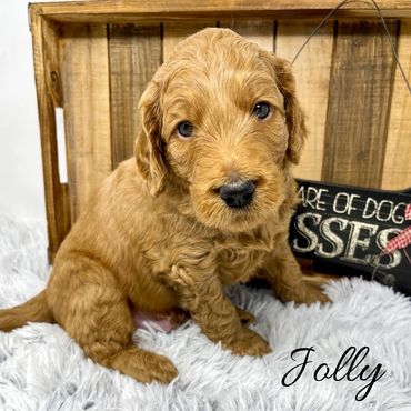 F1b Goldendoodle Puppy