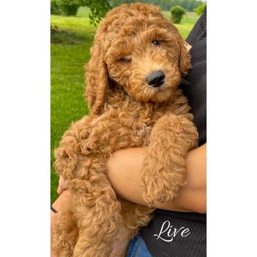 F1bb Goldendoodle puppy
